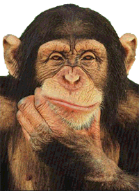 monkey_thinking_1